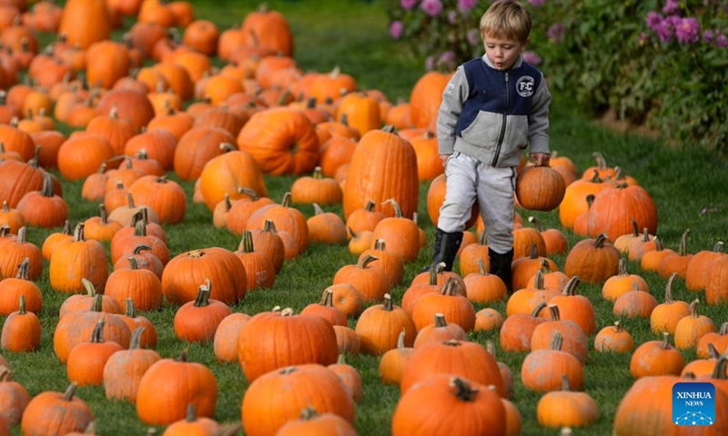 A child visits a pumpkin patch in Richmond, British Columbia, Canada, Oct. 14, 2023. Pumpkin patch visit is a cherished annual tradition as people flock to farms to handpick their favourite pumpkins, celebrating the bountiful harvest season. (Photo:Xinhua)