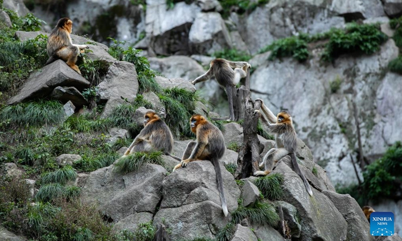 Sichuan golden snub-nosed monkeys are seen at the Yuhe area of the Giant Panda National Park in northwest China's Gansu Province, Oct. 14, 2023.Between April and May this year, 11 monkey cubs had been born at the Yuhe area of the Giant Panda National Park. (Photo:Xinhua)