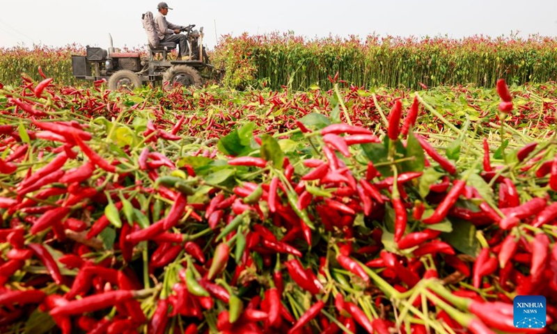 A farmer harvests chili peppers in Fengnan District of Tangshan City, north China's Hebei Province, Oct. 14, 2023. (Photo:Xinhua)