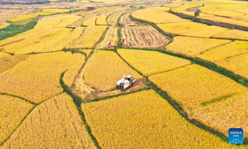 This aerial photo taken on Oct. 13, 2023 shows farmers harvesting rice in Guiyang County, central China's Hunan Province. (Photo:Xinhua)