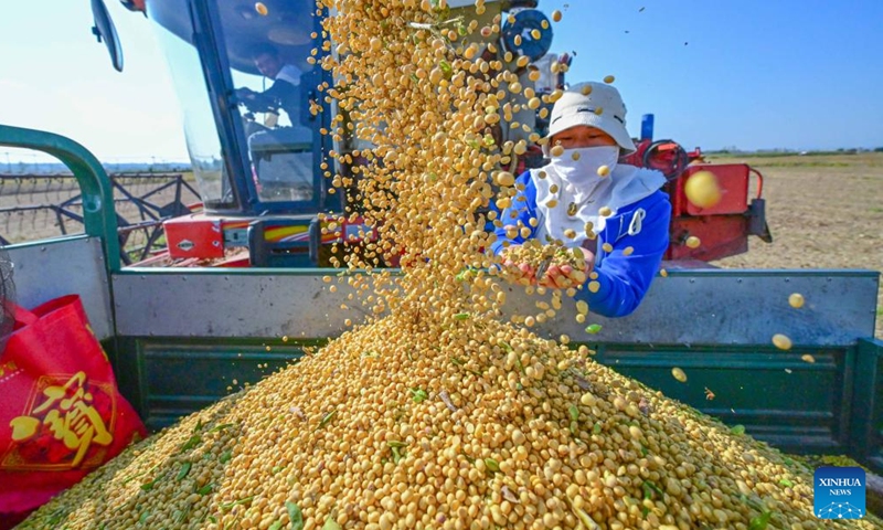 A farmer checks newly-harvested soybeans in Xiagu Village of Luoyang City, central China's Henan Province, Oct. 14, 2023. (Photo:Xinhua)