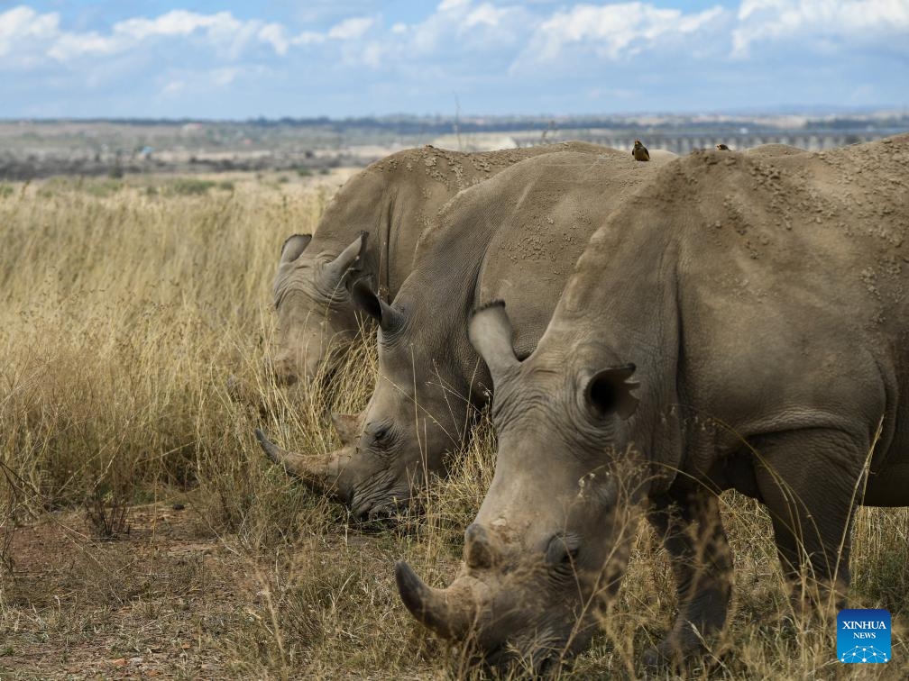 This photo taken on Oct. 15, 2023 shows rhinos at Nairobi National Park in Nairobi, Kenya. The Nairobi National Park, situated approximately 7 kilometers from the city center, is a habitat for varied wildlife population. Established in 1946, this park is home to nearly 100 species of mammals and over 500 species of birds.(Photo: Xinhua)