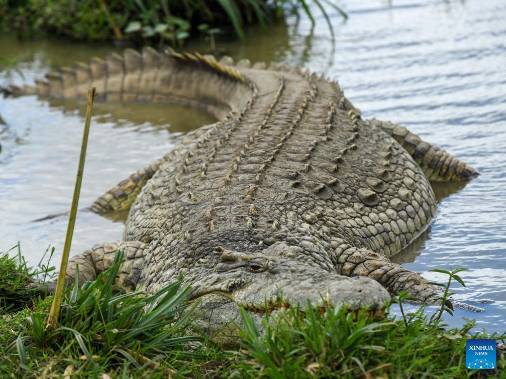 This photo taken on Oct. 15, 2023 shows a crocodile at Nairobi National Park in Nairobi, Kenya. The Nairobi National Park, situated approximately 7 kilometers from the city center, is a habitat for varied wildlife population. Established in 1946, this park is home to nearly 100 species of mammals and over 500 species of birds.(Photo: Xinhua)