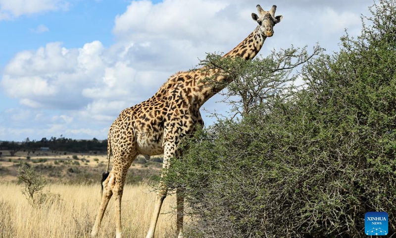 This photo taken on Oct. 15, 2023 shows a giraffe at Nairobi National Park in Nairobi, Kenya. The Nairobi National Park, situated approximately 7 kilometers from the city center, is a habitat for varied wildlife population. Established in 1946, this park is home to nearly 100 species of mammals and over 500 species of birds.(Photo: Xinhua)