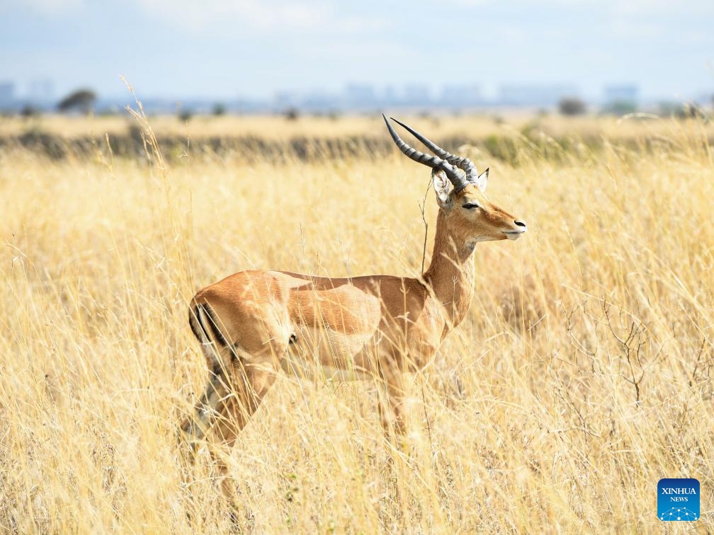 This photo taken on Oct. 15, 2023 shows an impala at Nairobi National Park in Nairobi, Kenya. The Nairobi National Park, situated approximately 7 kilometers from the city center, is a habitat for varied wildlife population. Established in 1946, this park is home to nearly 100 species of mammals and over 500 species of birds.(Photo: Xinhua)