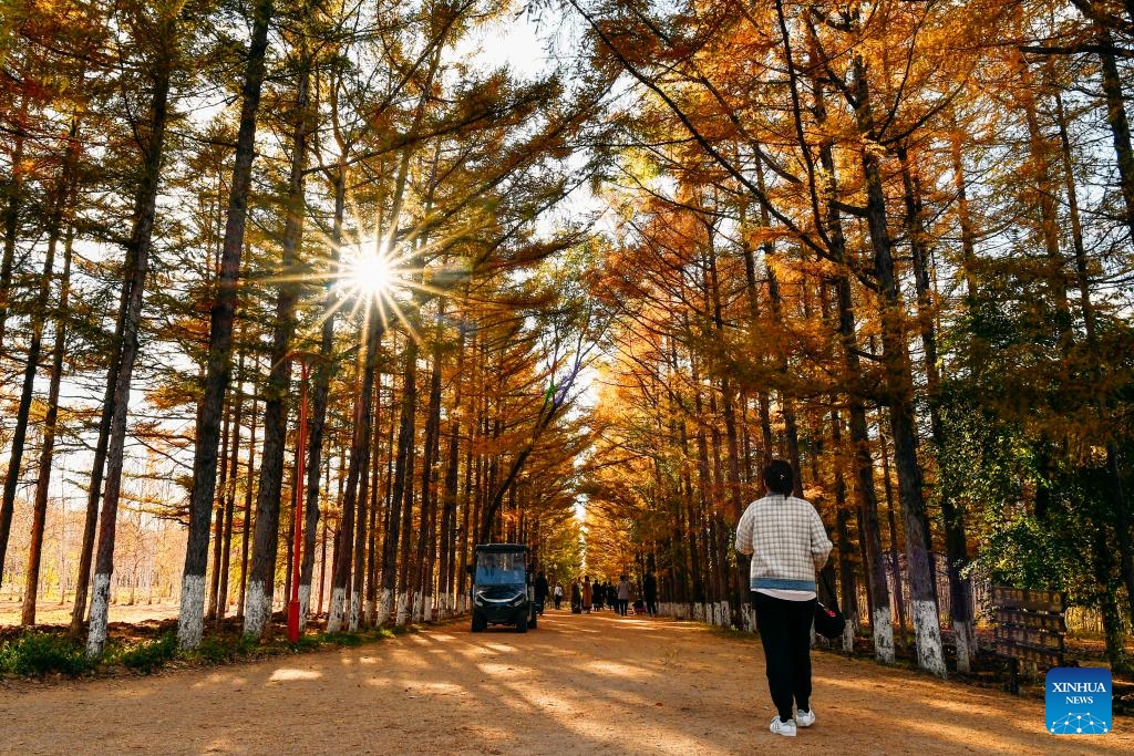 Visitors take an autumn-day walk at a park in Changchun, northeast China's Jilin Province, Oct. 19, 2023.(Photo: Xinhua)