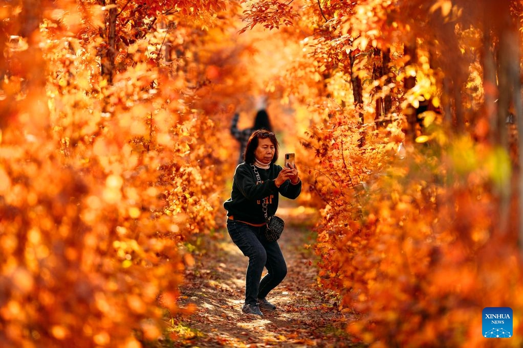 A visitor takes photos of autumn leaves at a park in Changchun, northeast China's Jilin Province, Oct. 19, 2023.(Photo: Xinhua)