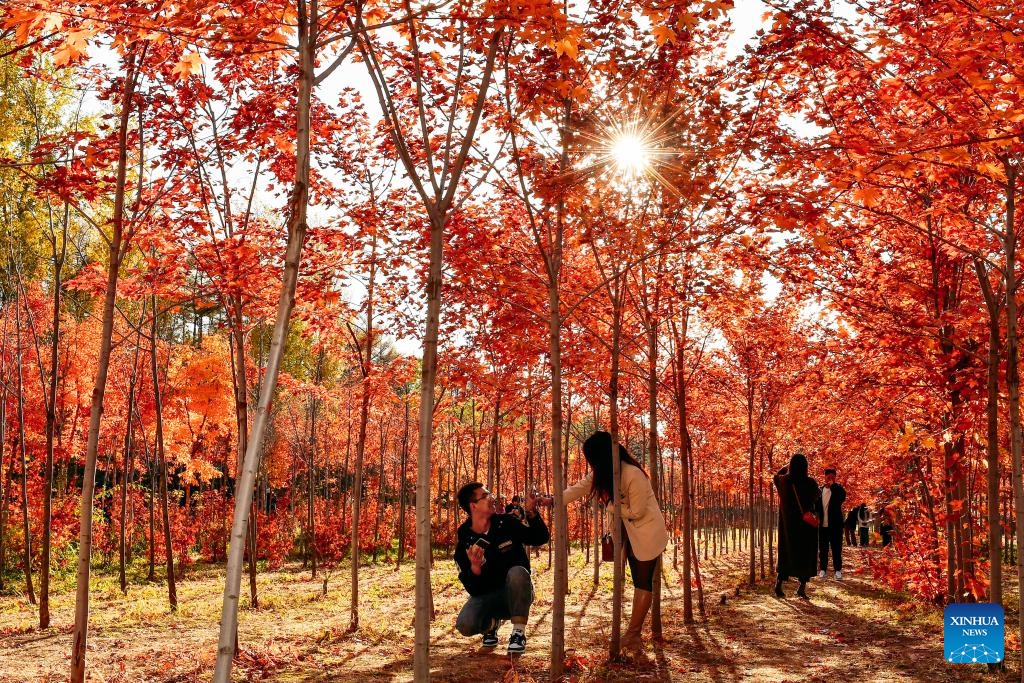Visitors take photos among autumn leaves at a park in Changchun, northeast China's Jilin Province, Oct. 19, 2023.(Photo: Xinhua)