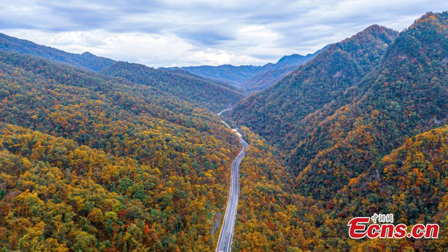 Intoxicating landscape at Shennongjia National Park as fall colors travel down the mountainsides from the highest elevations to the foothills in central China's Hubei Province. (Photo: China News Service/Li Kaiyu)