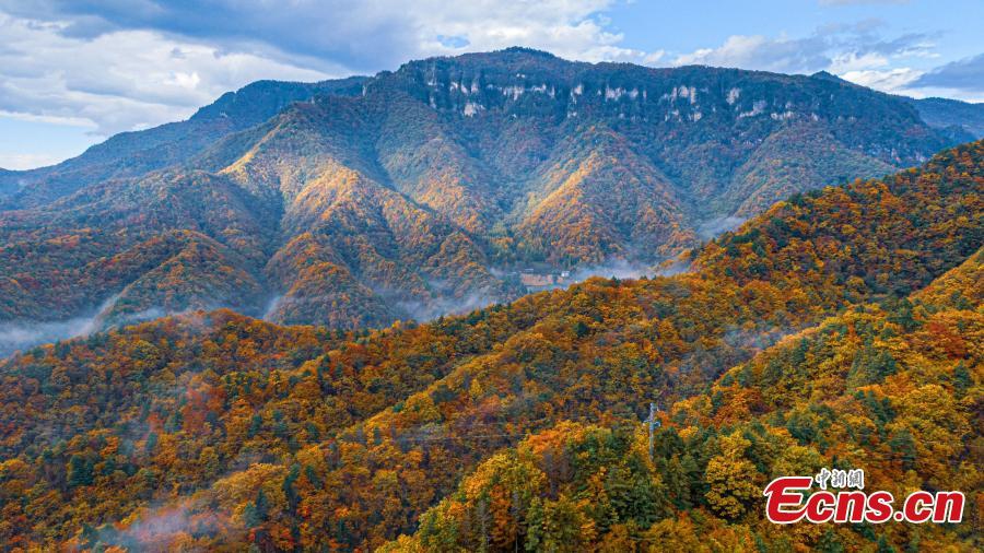 Intoxicating landscape at Shennongjia National Park as fall colors travel down the mountainsides from the highest elevations to the foothills in central China's Hubei Province. (Photo: China News Service/Li Kaiyu)