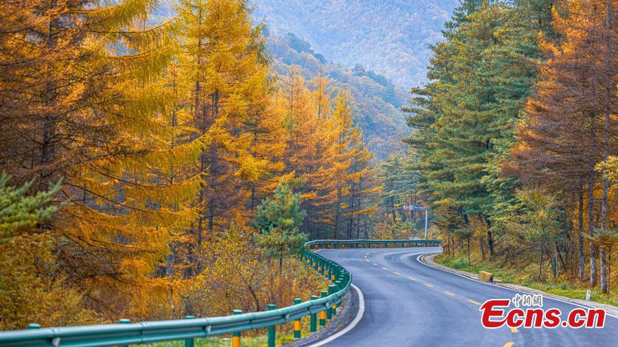 Intoxicating landscape at Shennongjia National Park as fall colors travel down the mountainsides from the highest elevations to the foothills in central China's Hubei Province. (Photo: China News Service/Li Kaiyu)