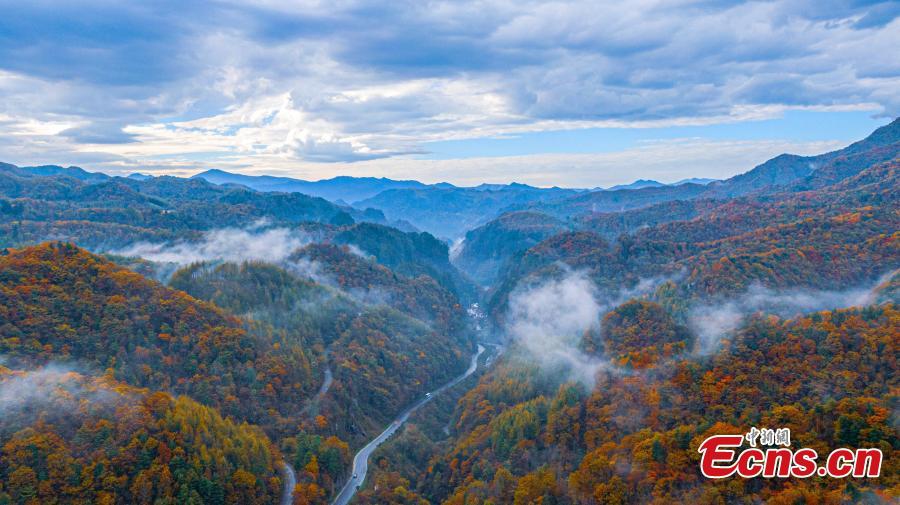 Intoxicating landscape at Shennongjia National Park as fall colors travel down the mountainsides from the highest elevations to the foothills in central China's Hubei Province. (Photo: China News Service/Li Kaiyu)