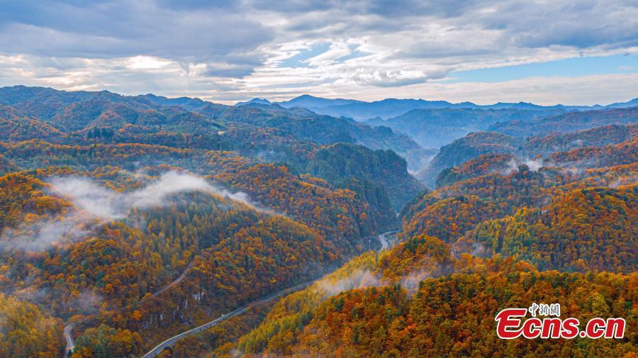 Intoxicating landscape at Shennongjia National Park as fall colors travel down the mountainsides from the highest elevations to the foothills in central China's Hubei Province. (Photo: China News Service/Li Kaiyu)