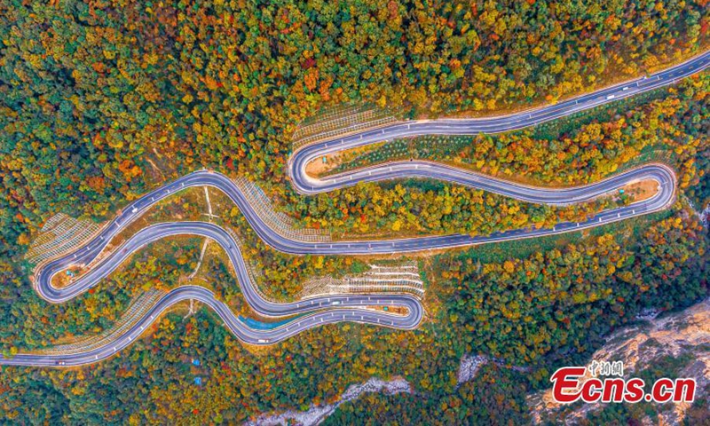 Intoxicating landscape at Shennongjia National Park as fall colors travel down the mountainsides from the highest elevations to the foothills in central China's Hubei Province. (Photo: China News Service/Li Kaiyu)