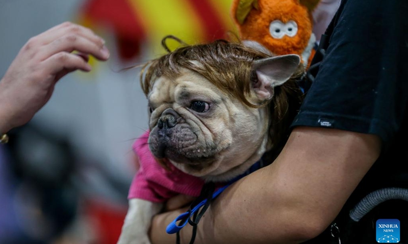 A pet dog dressed in lobster-themed costume is seen during a costume contest for pet dogs in Quezon City, the Philippines on Oct. 22, 2023. (Photo: Xinhua)