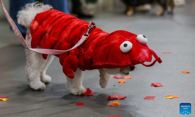 A pet dog dressed in lobster-themed costume is seen during a costume contest for pet dogs in Quezon City, the Philippines on Oct. 22, 2023. (Photo: Xinhua)