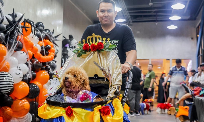 A pet dog is seen during a costume contest for pet dogs in Quezon City, the Philippines on Oct. 22, 2023. (Photo: Xinhua)