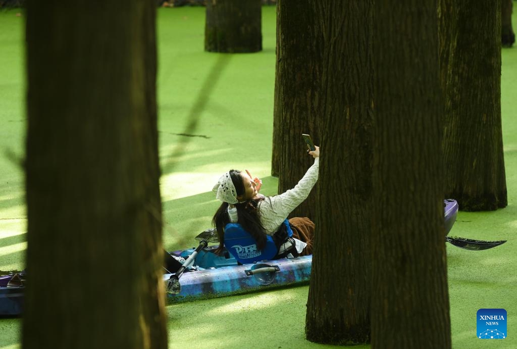 Tourists paddle through a waterlogged forest in the Qingshan Lake scenic spot in Lin'an District of Hangzhou City, east China's Zhejiang Province, Oct. 22, 2023. Qingshan Lake, an artificial lake in Lin'an District of Hangzhou City, is noted for its waterlogged forest. Duckweed thrive in every autumn to cover all water surface between the trees and form a seamless green blank - a must-see for tourists.(Photo: Xinhua)