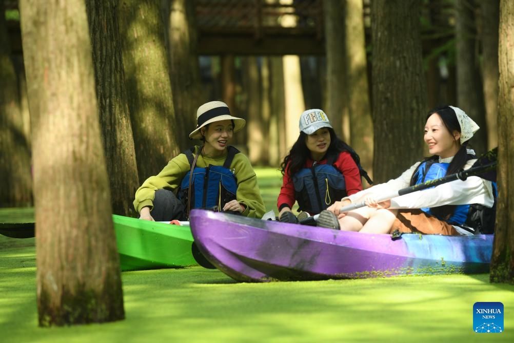 Tourists paddle through a waterlogged forest in the Qingshan Lake scenic spot in Lin'an District of Hangzhou City, east China's Zhejiang Province, Oct. 22, 2023. Qingshan Lake, an artificial lake in Lin'an District of Hangzhou City, is noted for its waterlogged forest. Duckweed thrive in every autumn to cover all water surface between the trees and form a seamless green blank - a must-see for tourists.(Photo: Xinhua)