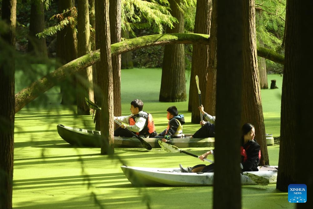 Tourists paddle through a waterlogged forest in the Qingshan Lake scenic spot in Lin'an District of Hangzhou City, east China's Zhejiang Province, Oct. 22, 2023. Qingshan Lake, an artificial lake in Lin'an District of Hangzhou City, is noted for its waterlogged forest. Duckweed thrive in every autumn to cover all water surface between the trees and form a seamless green blank - a must-see for tourists.(Photo: Xinhua)