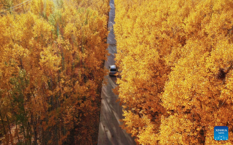 This aerial photo shows the view of autumn scenery in Kangbao County, Zhangjiakou City, north China's Hebei Province, October 1, 2023. In autumn, leaves change color as the temperature falls. Green, yellow, orange, and red hues paint the landscape in north China, creating beautiful color palettes.(Photo: Xinhua)