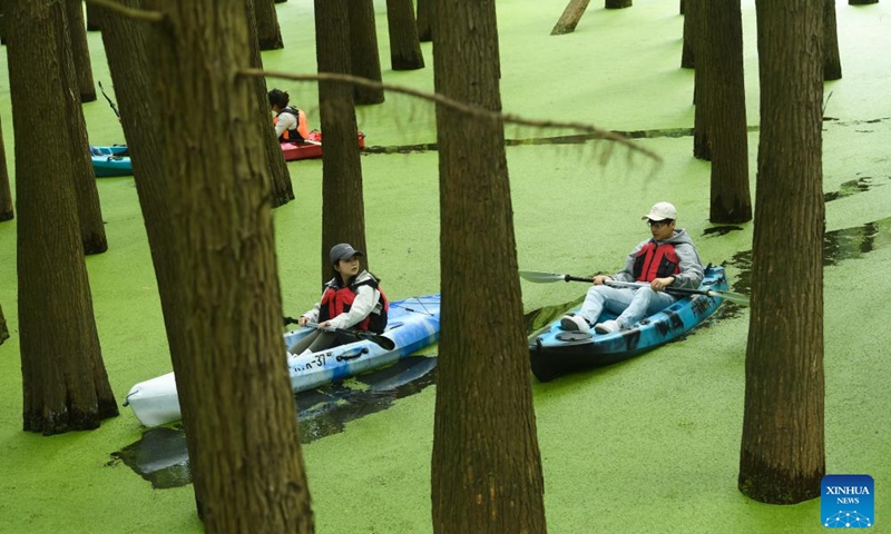 Tourists paddle through a waterlogged forest in the Qingshan Lake scenic spot in Lin'an District of Hangzhou City, east China's Zhejiang Province, Oct. 22, 2023. Qingshan Lake, an artificial lake in Lin'an District of Hangzhou City, is noted for its waterlogged forest. Duckweed thrive in every autumn to cover all water surface between the trees and form a seamless green blank - a must-see for tourists.(Photo: Xinhua)