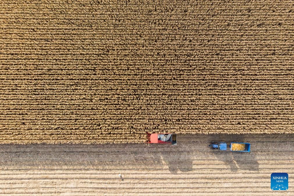 This aerial photo taken on Oct. 19, 2023 shows a harvester collecting corns at Dongsheng Village of Zhaodong City, northeast China's Heilongjiang Province. Heilongjiang has remained China's top grain producer for 13 consecutive years. The total grain output of Heilongjiang accounted for 11.3 percent of China's national grain output in 2022.(Photo: Xinhua)