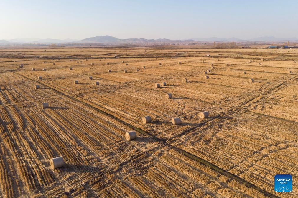 This aerial photo taken on Oct. 18, 2023 shows packed straw in harvested fields in Shangzhi City, northeast China's Heilongjiang Province. Heilongjiang has remained China's top grain producer for 13 consecutive years. The total grain output of Heilongjiang accounted for 11.3 percent of China's national grain output in 2022.(Photo: Xinhua)