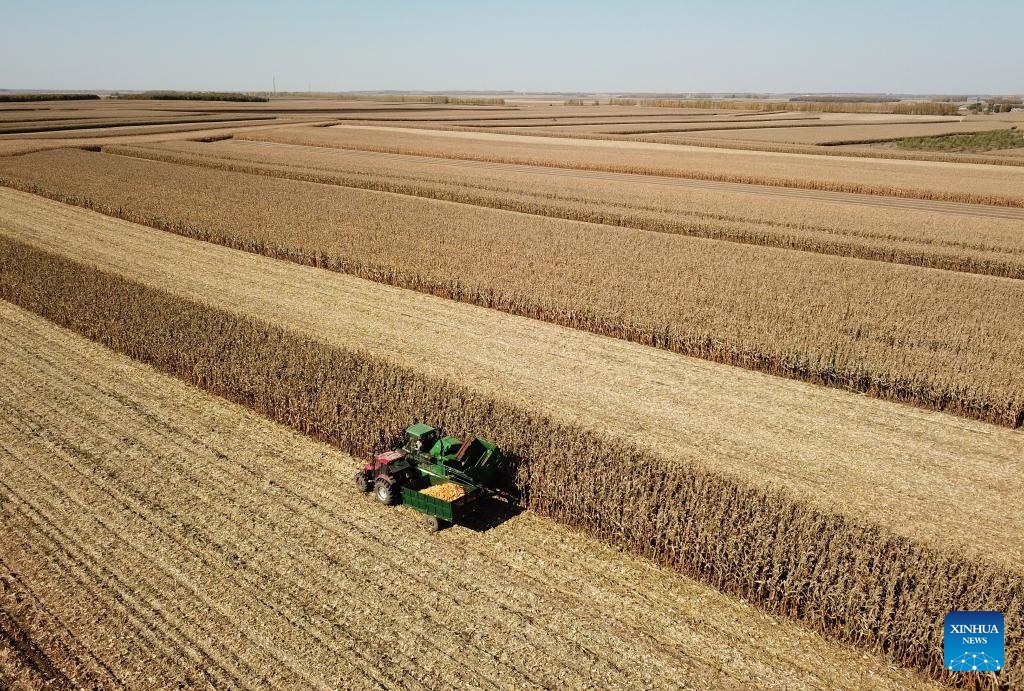 This aerial photo taken on Oct. 11, 2023 shows a harvester collecting corns in Fujin City, northeast China's Heilongjiang Province. Heilongjiang has remained China's top grain producer for 13 consecutive years. The total grain output of Heilongjiang accounted for 11.3 percent of China's national grain output in 2022.(Photo: Xinhua)