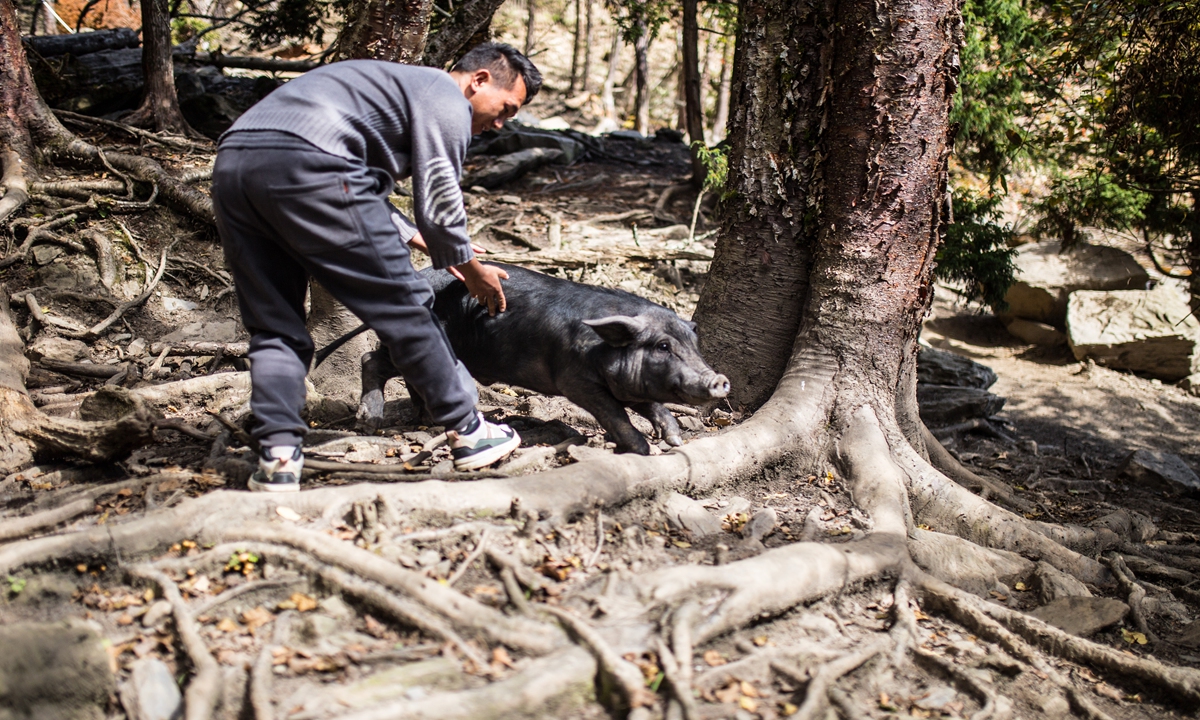 A man checks a Tibetan boar raised in a farm in Yumai on October 25, 2023. Photo: Shan Jie/GT