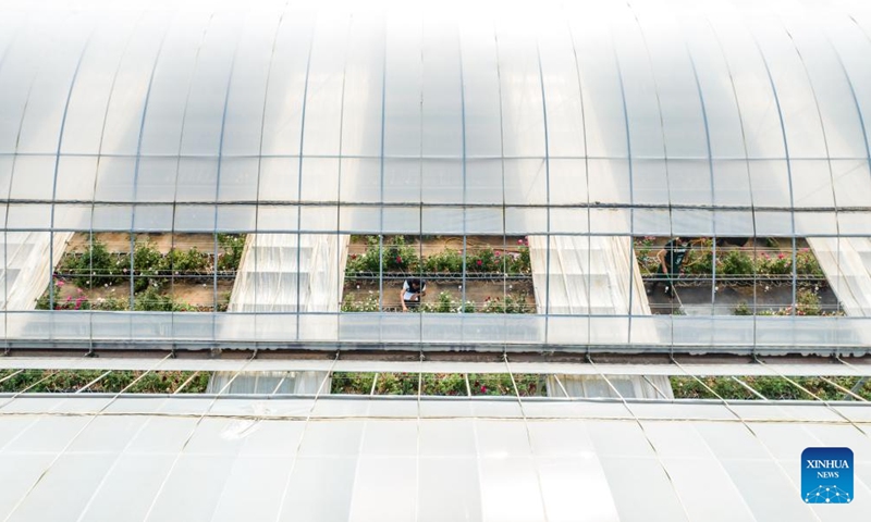 This aerial photo taken on Oct. 20, 2023 shows a roses plantation demonstration garden of a modern agricultural park in Anning City, southwest China's Yunnan Province.(Photo: Xinhua)