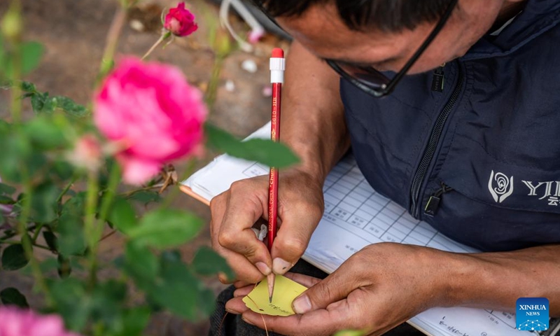 Tian Liantong takes notes of the serial numbers of roses at a roses plantation demonstration garden of a modern agricultural park in Anning City, southwest China's Yunnan Province on Oct. 20, 2023. (Photo: Xinhua)