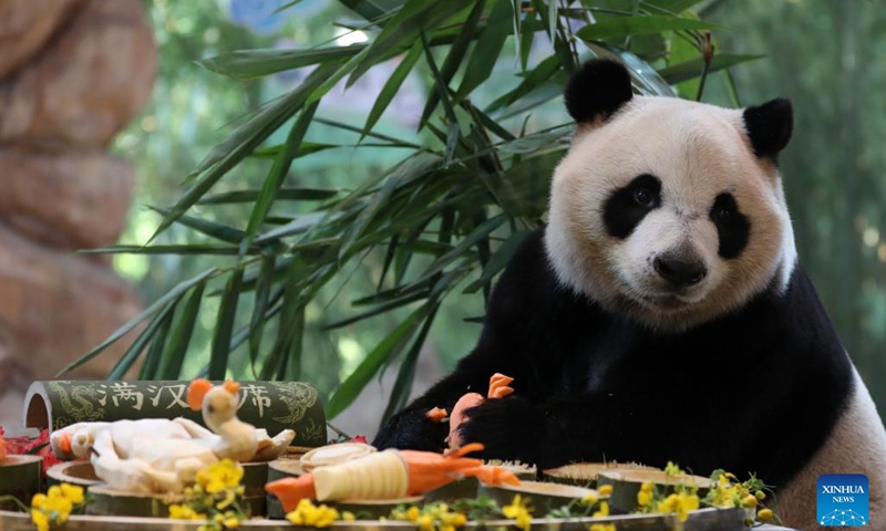 Giant panda Kuku enjoys its meal at the Chimelong Safari Park in Guangzhou, south China's Guangdong Province, Oct. 27, 2023.(Photo: Xinhua)