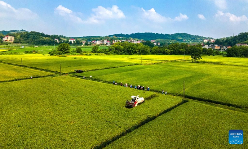 This aerial photo taken on Aug. 10, 2023 shows a farmer harvesting rice in a field in Shuangfeng County of Loudi City, central China's Hunan Province. To improve the utilization rate of farmland, Shuangfeng County is trying to experiment with a new agricultural model that enables a field to grow rice, ratoon rice and cole in different seasons of the same year. (Photo: Xinhua)