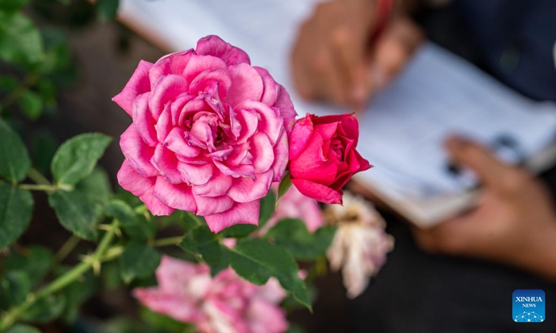 Tian Liantong takes notes of the condition of roses at a roses plantation demonstration garden of a modern agricultural park in Anning City, southwest China's Yunnan Province on Oct. 20, 2023. (Photo: Xinhua)