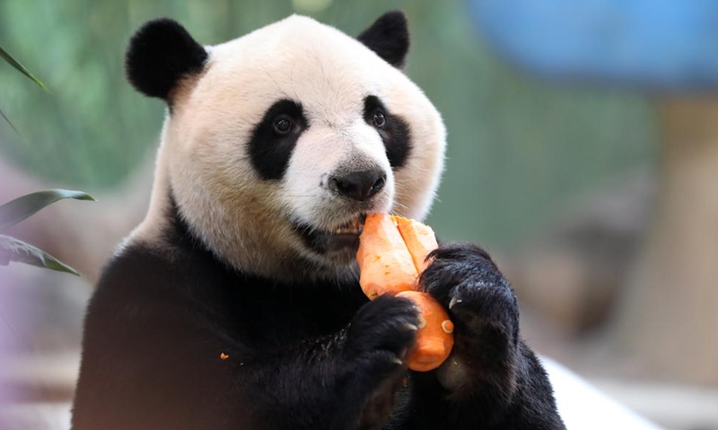 Giant panda Kuku enjoys its meal at the Chimelong Safari Park in Guangzhou, south China's Guangdong Province, Oct. 27, 2023. (Photo: Xinhua)