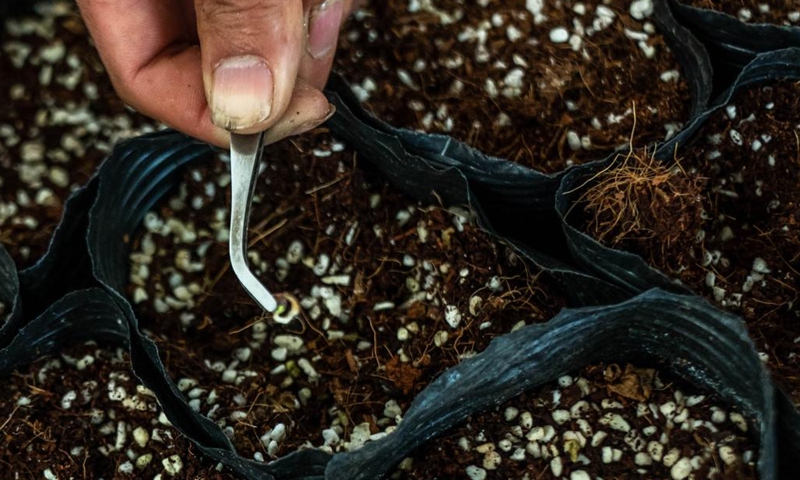 This photo taken on April 3, 2023 shows germinated seeds brought back from space at Yunnan Jinke Flower Engineering Research Center Co., Ltd. in Anning City, southwest China's Yunnan Province. (Photo: Xinhua)