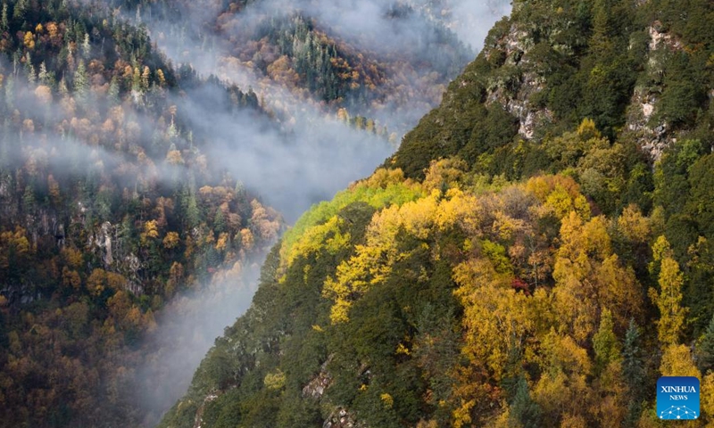 This aerial photo taken on Oct. 27, 2023 shows the autumn scenery along the road to Dangling village of Danba County, southwest China's Sichuan Province. (Photo: Xinhua)