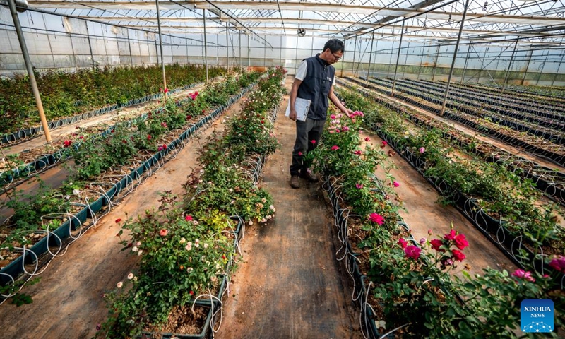 Tian Liantong checks roses at a roses plantation demonstration garden of a modern agricultural park in Anning City, southwest China's Yunnan Province on Oct. 20, 2023. (Photo: Xinhua)