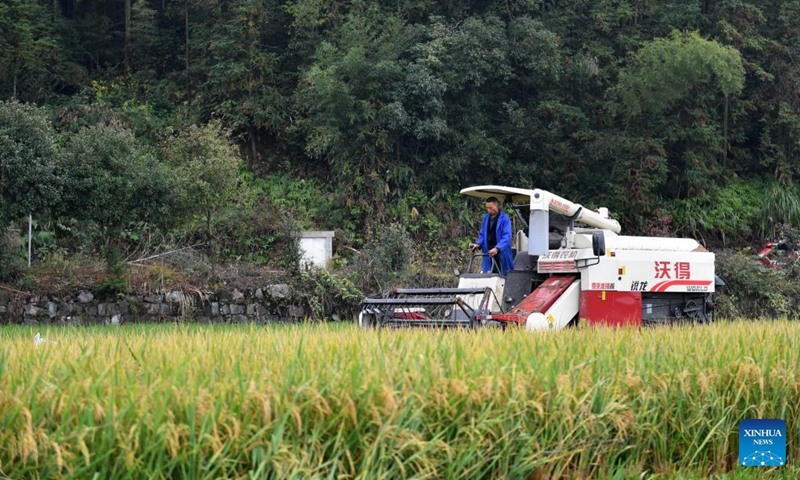 A farmer harvests ratoon rice in a field in Shuangfeng County of Loudi City, central China's Hunan Province, Oct. 28, 2023. To improve the utilization rate of farmland, Shuangfeng County is trying to experiment with a new agricultural model that enables a field to grow rice, ratoon rice and cole in different seasons of the same year. (Photo: Xinhua)