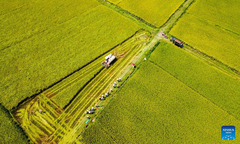 This aerial photo taken on Aug. 10, 2023 shows a farmer harvesting rice in a field in Shuangfeng County of Loudi City, central China's Hunan Province. To improve the utilization rate of farmland, Shuangfeng County is trying to experiment with a new agricultural model that enables a field to grow rice, ratoon rice and cole in different seasons of the same year. (Photo: Xinhua)