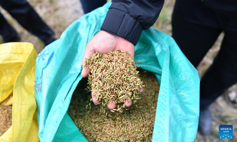 This photo taken on Oct. 28, 2023 shows newly-harvested ratoon rice in Shuangfeng County of Loudi City, central China's Hunan Province. To improve the utilization rate of farmland, Shuangfeng County is trying to experiment with a new agricultural model that enables a field to grow rice, ratoon rice and cole in different seasons of the same year. (Photo: Xinhua)