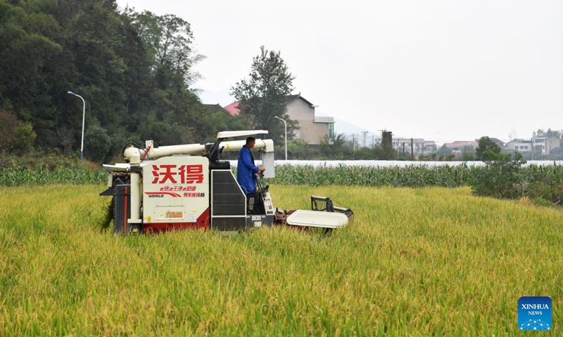 A farmer harvests ratoon rice in a field in Shuangfeng County of Loudi City, central China's Hunan Province, Oct. 28, 2023. To improve the utilization rate of farmland, Shuangfeng County is trying to experiment with a new agricultural model that enables a field to grow rice, ratoon rice and cole in different seasons of the same year. (Photo: Xinhua)