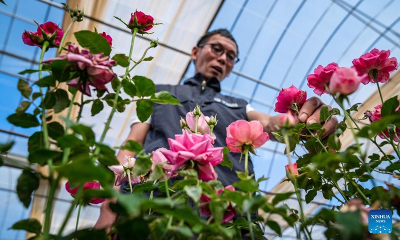 Tian Liantong checks roses at a roses plantation demonstration garden of a modern agricultural park in Anning City, southwest China's Yunnan Province on Oct. 20, 2023. (Photo: Xinhua)