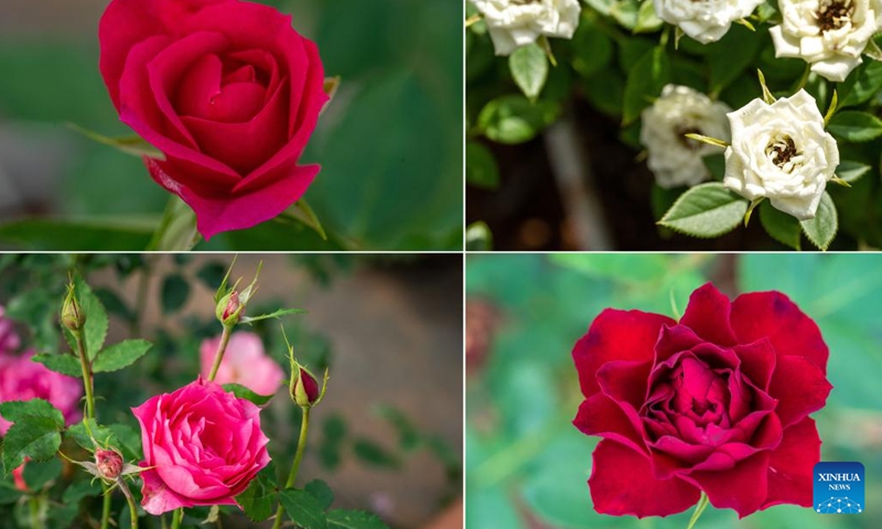 This combined photo shows new species of roses at a roses plantation demonstration garden of a modern agricultural park in Anning City, southwest China's Yunnan Province. (Photo: Xinhua)