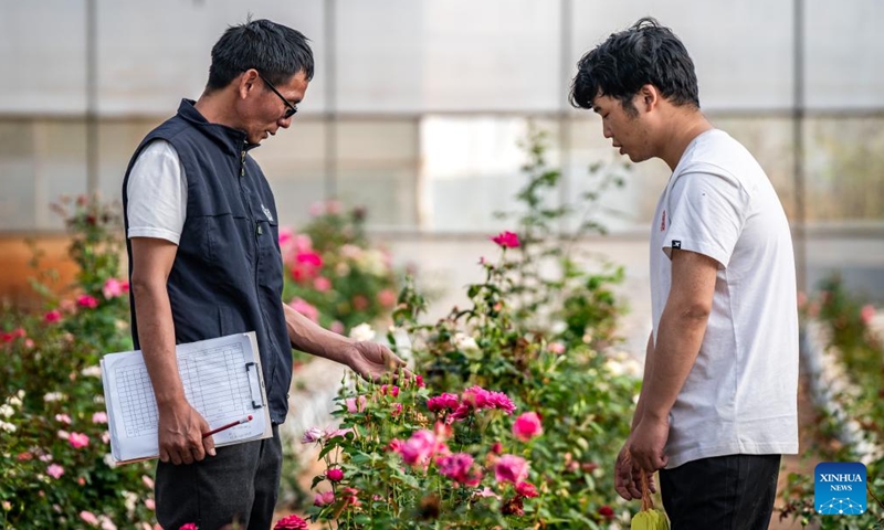 Tian Liantong (L) talks with his colleague at a roses plantation demonstration garden of a modern agricultural park in Anning City, southwest China's Yunnan Province on Oct. 20, 2023. (Photo: Xinhua)