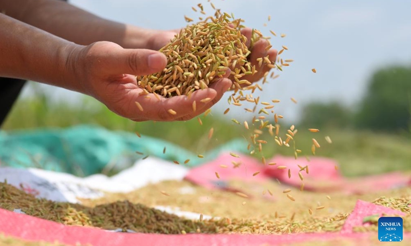 This photo taken on Aug. 10, 2023 shows newly-harvested rice in Shuangfeng County of Loudi City, central China's Hunan Province. To improve the utilization rate of farmland, Shuangfeng County is trying to experiment with a new agricultural model that enables a field to grow rice, ratoon rice and cole in different seasons of the same year. (Photo: Xinhua)