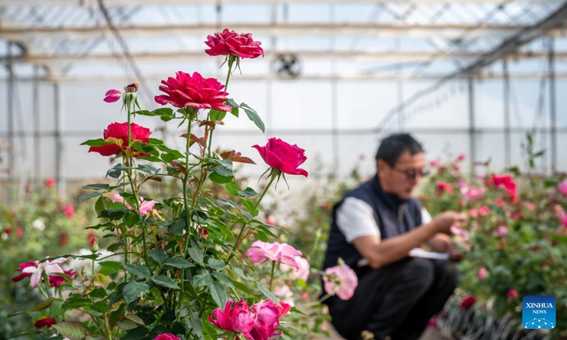 This photo taken on Oct. 20, 2023 shows blooming roses at a roses plantation demonstration garden of a modern agricultural park in Anning City, southwest China's Yunnan Province. (Photo: Xinhua)