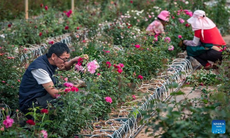 Tian Liantong (L) trims rose sprays at a roses plantation demonstration garden of a modern agricultural park in Anning City, southwest China's Yunnan Province on Oct. 20, 2023. (Photo: Xinhua)