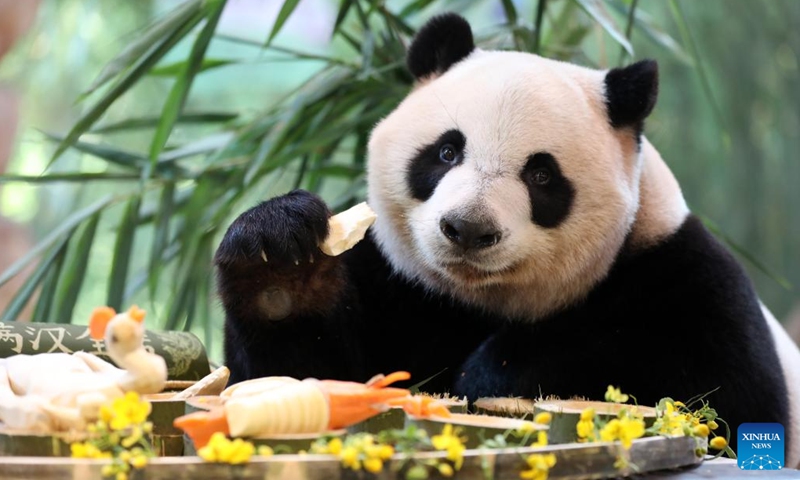 Giant panda Kuku enjoys its meal at the Chimelong Safari Park in Guangzhou, south China's Guangdong Province, Oct. 27, 2023.  (Photo: Xinhua)